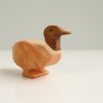 Wild duck drake (boy)